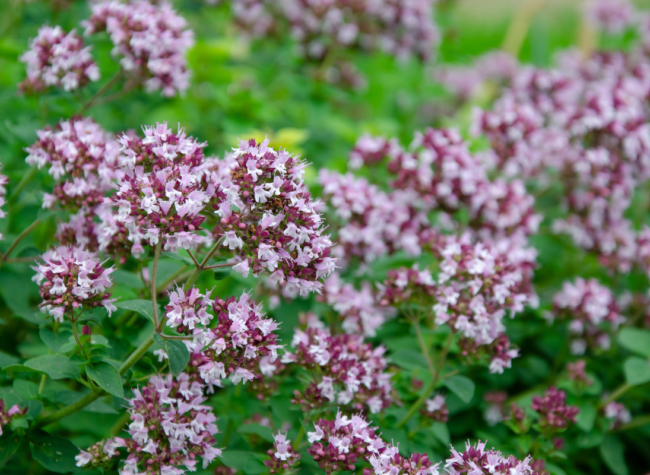uprawa oregano
