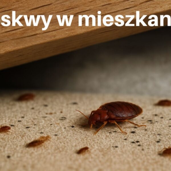 pluskwy w mieszkaniu