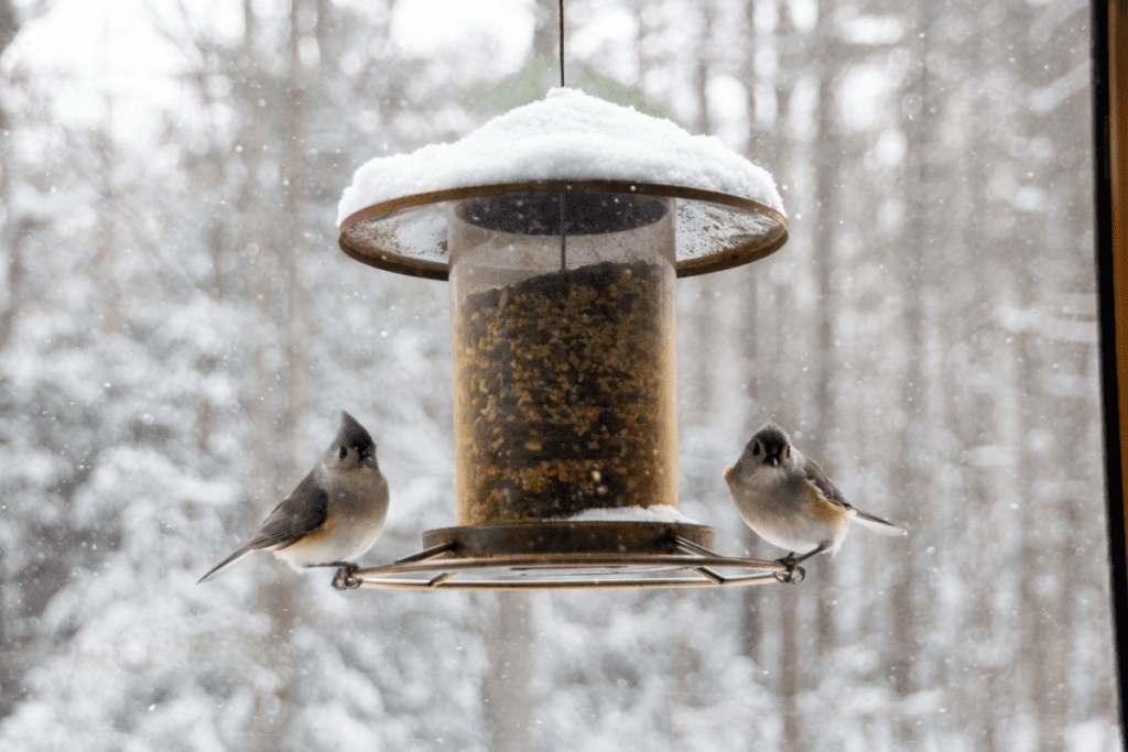 Ptaki zimą, karmnik, śnieg