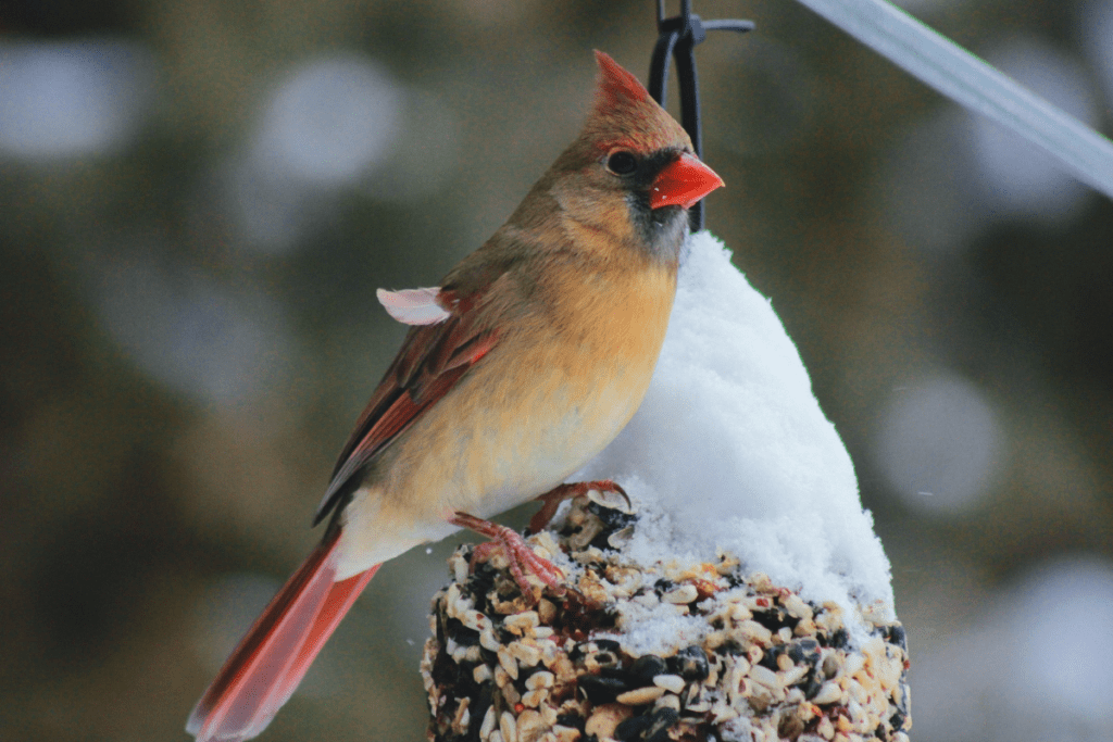 Ptaki zimą - ptak, karma, nasiona