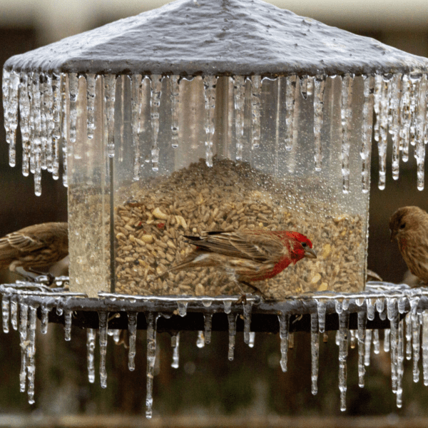 ptaki zimą, karmnik, sople