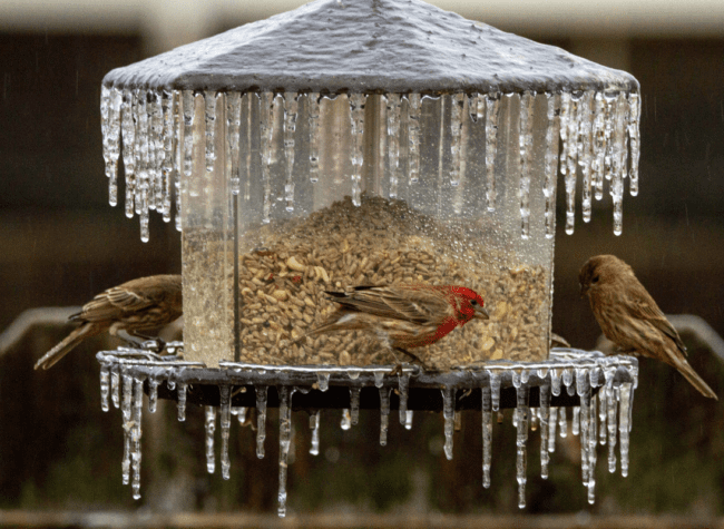 ptaki zimą, karmnik, sople