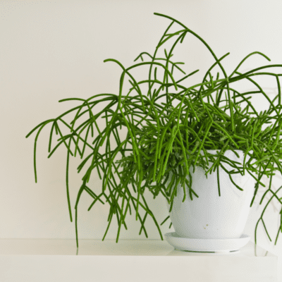 rhipsalis