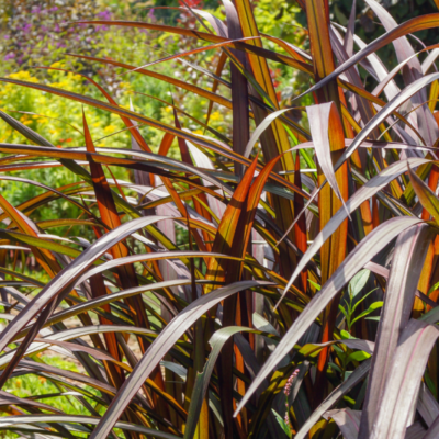 trawa vertigo - trawa ozdobna