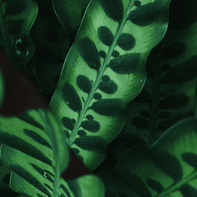 Calathea