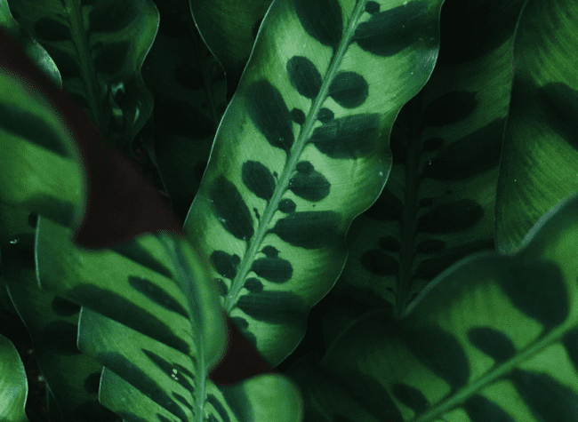 Calathea
