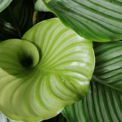 Calathea orbifolia