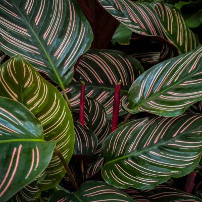 Calathea ornata