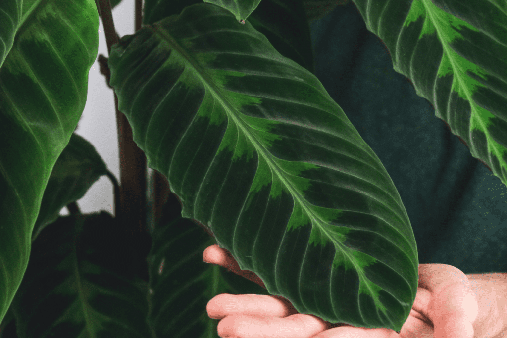 Calathea warscewiczii