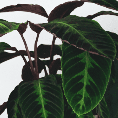 Calathea warscewiczii