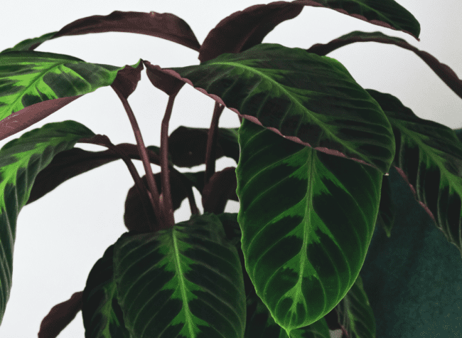Calathea warscewiczii
