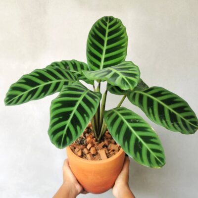 Calathea zebrina w doniczce