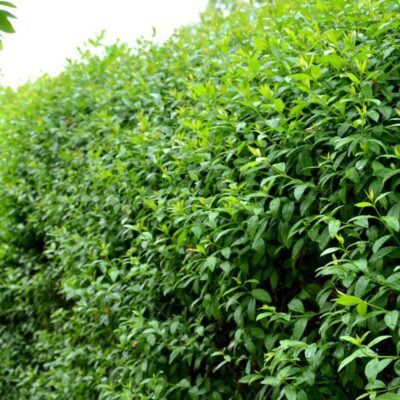 Ligustr zimozielony - żywopłot