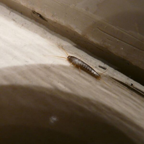 jak pozbyć się rybików - rybik