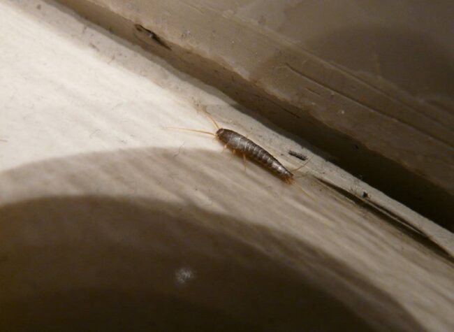 jak pozbyć się rybików - rybik