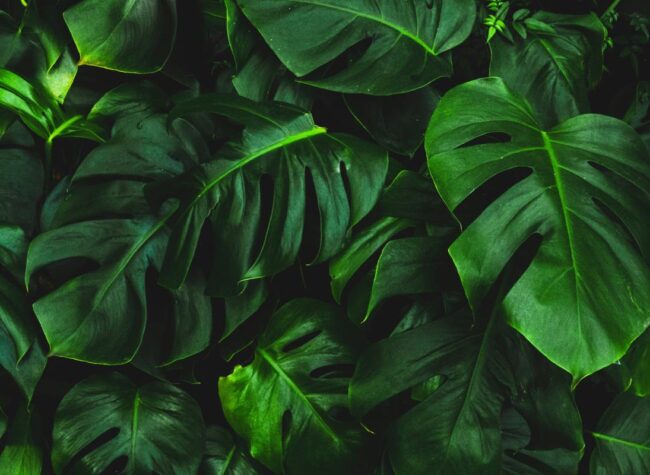 Monstera liście