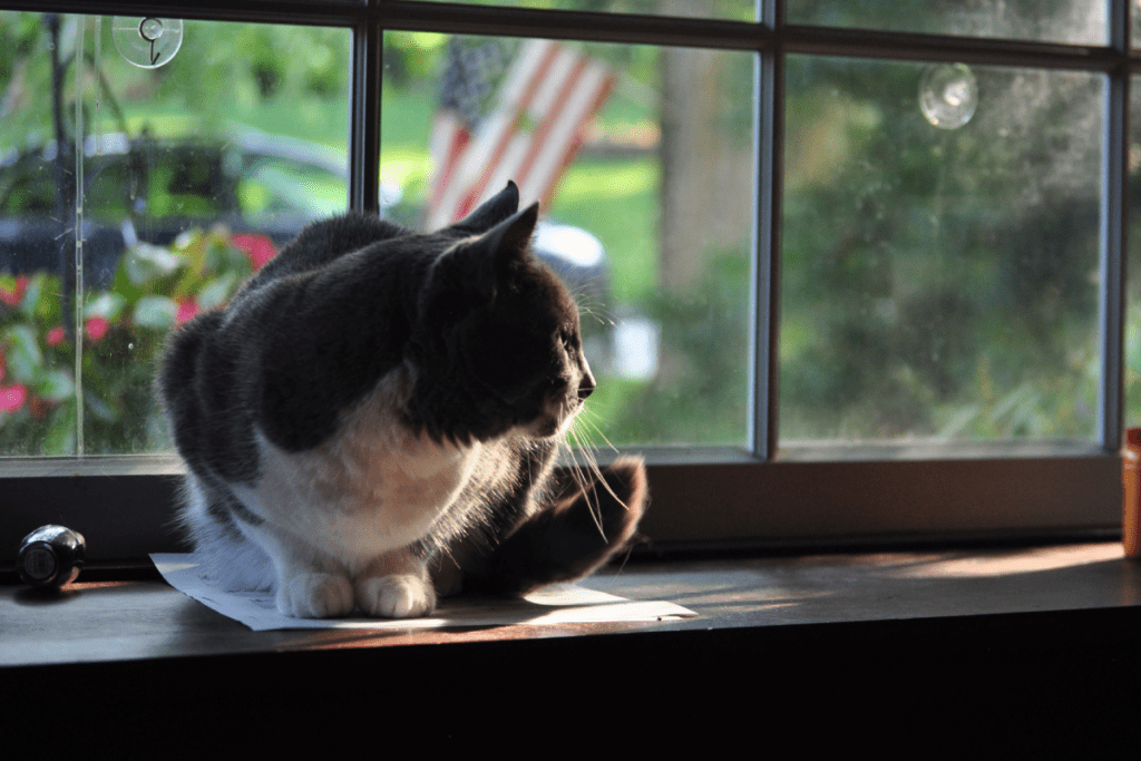 Parapet wewnętrzny - kot, okno