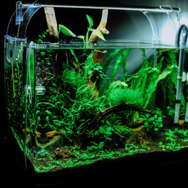 akwarium czy trudno jest je urządzić