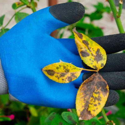 choroby roślin doniczkowych - plamy na liściach