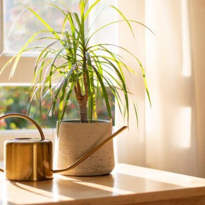 dracena z konewką