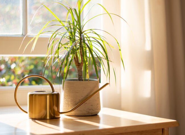dracena z konewką