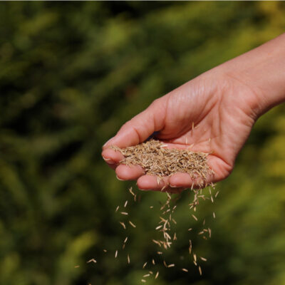 sprawdź, jak siać trawę, by była gęsta