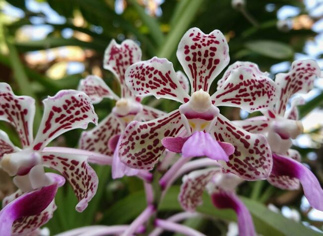 storczyk vanda