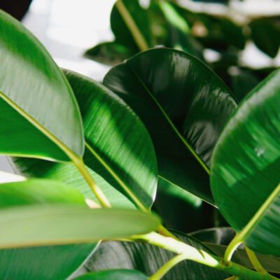 Fikus - jak dbać o figowca