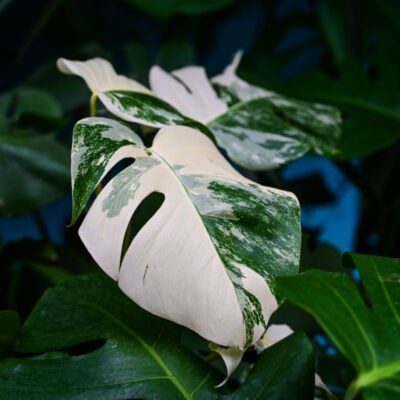 monstera variegata - popękany liść monstery