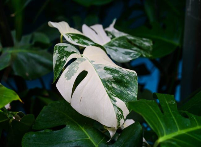 monstera variegata - popękany liść monstery