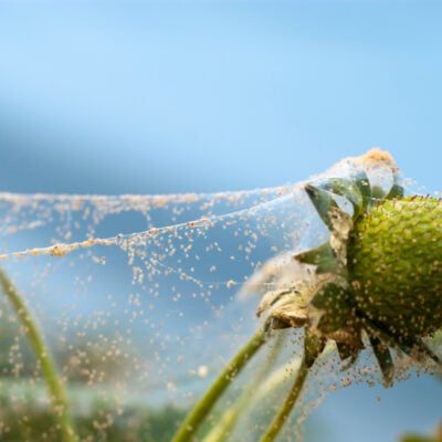 przędziorek na truskawce