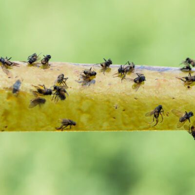 pułapka na muchy - lep na muchy