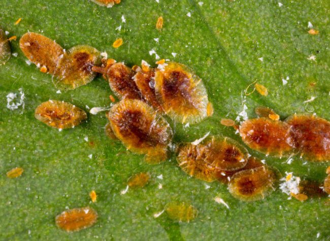 Tarczniki na liściu