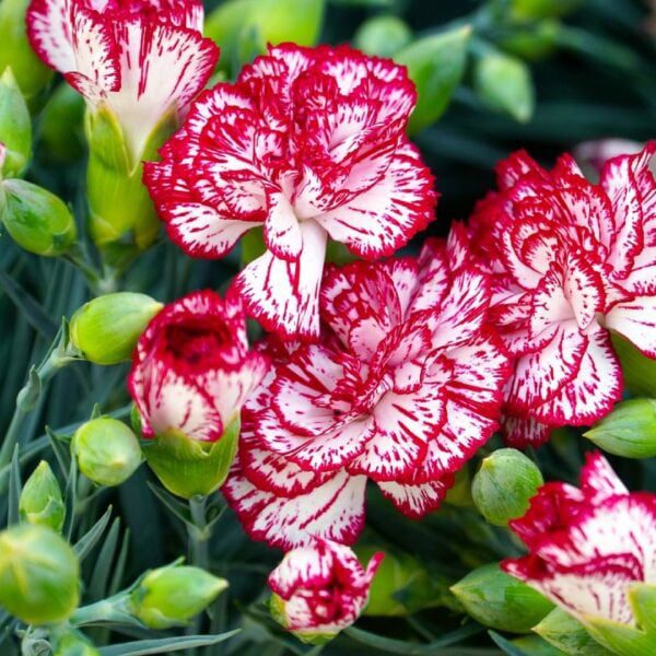 biało-czerwone goździki na balkon