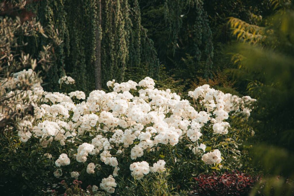 biały rododendron_zacienione miejsce