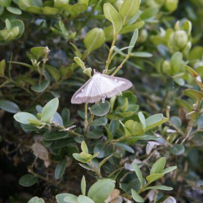 ćma bukszpanowa na bukszpanie - dorosły osobnik