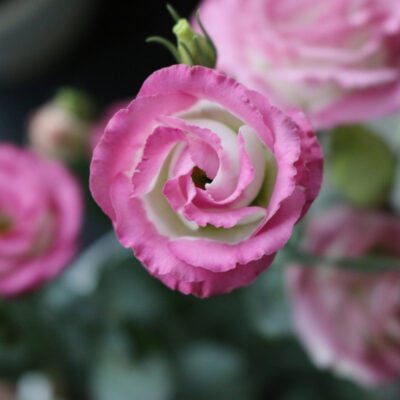 Eustoma - kwiat podobny do róży