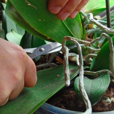 jak uratować storczyka – dolegliwości rośliny