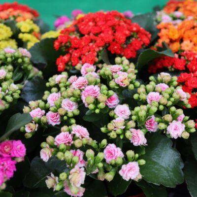 kalanchoe