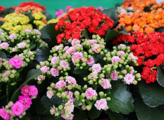 kalanchoe