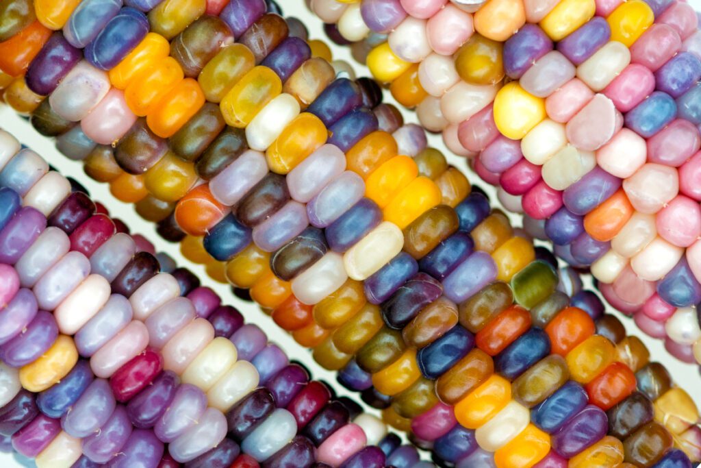 Odmiana kukurydzy kolorowej Glass Gem jest bardzo popularna, więc nie powinieneś mieć problemów z zakupem jej nasion