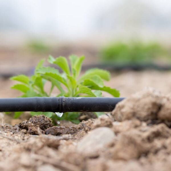 nawadnianie kropelkowe