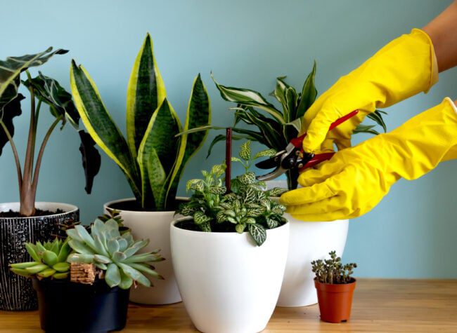 pielęgnacja roślin doniczkowych