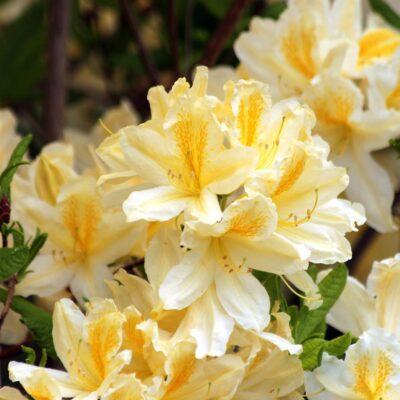 rododendron_odmiany_różanecznik żółty