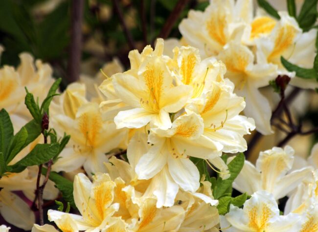 rododendron_odmiany_różanecznik żółty