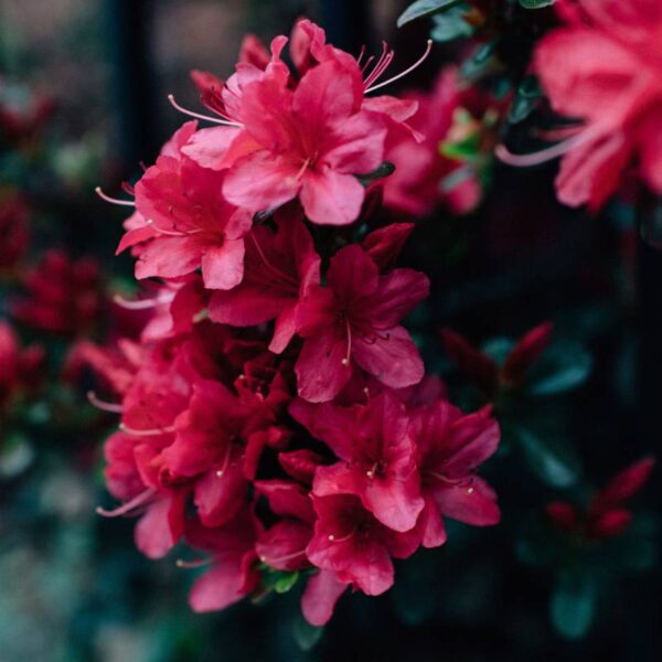 rododendron_pielęgnacja