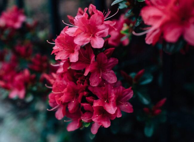 rododendron_pielęgnacja