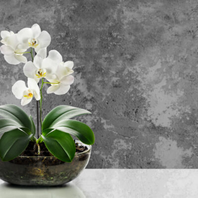 jak dbać o storczyk w szkle