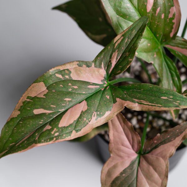 syngonium odmiany red spot