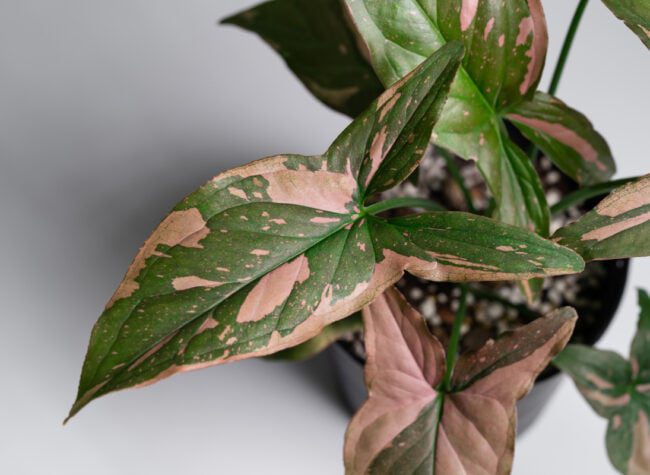 syngonium odmiany red spot
